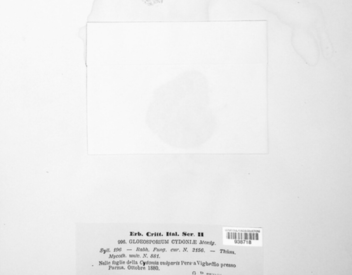 Gloeosporium cydoniae image